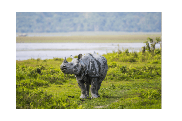 India educational tours - Kaziranga National Park wildlife safari