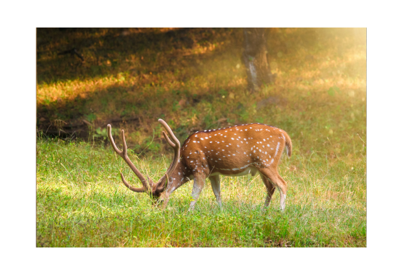 India educational tours - Ranthambore tiger reserve Rajasthan
