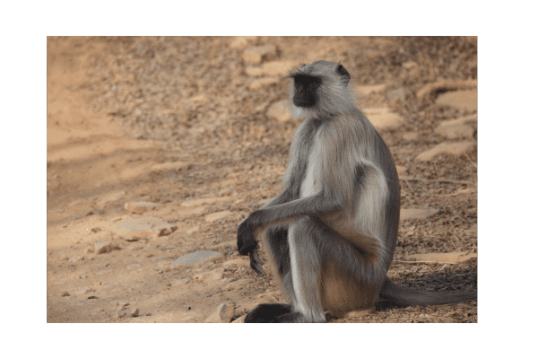 India educational tours - Sariska Tiger Reserve Rajasthan